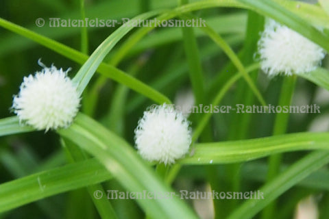 Nagar mustaka (3 ml)