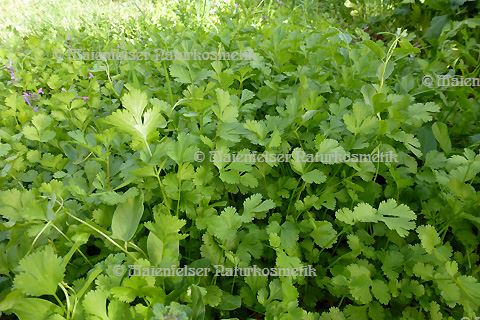 Corianderblätter (10 ml)