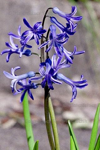 Hyazinthe abs. (1 ml)