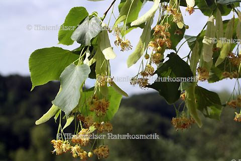 Lindenblüten abs. (1 ml)