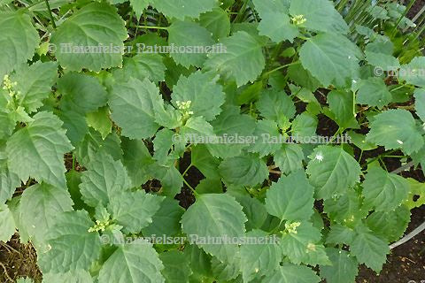 Patschouli "Indo" (10 ml)