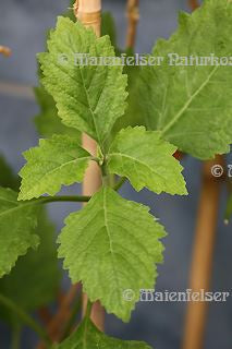 Patschouli light (eisenfrei) (10 ml)