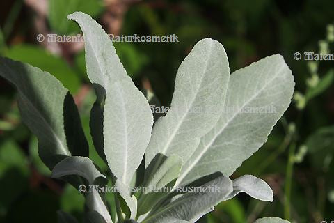 Salbei - Weißer Salbei (2 ml)