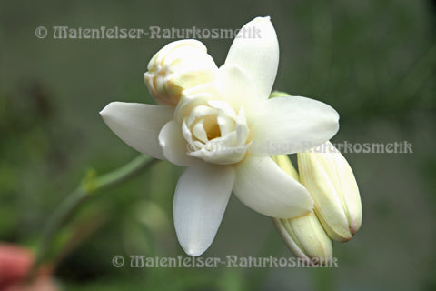 Tuberose abs. extra (1 ml)