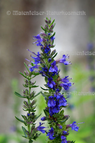 Ysop extra BIO, Frankreich (5 ml)