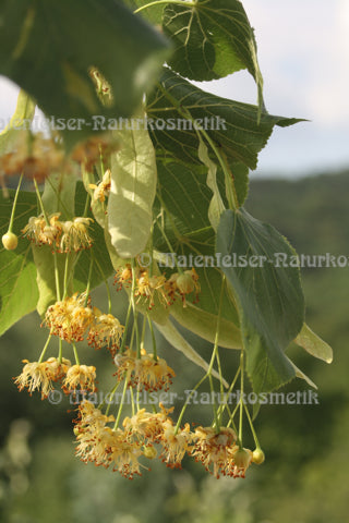 Lindenblüten-Sirup Bio (60 ml)