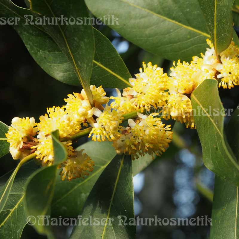 Lorbeerblätter (5 ml)