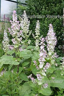 Muskateller-Salbei spezial (10 ml)