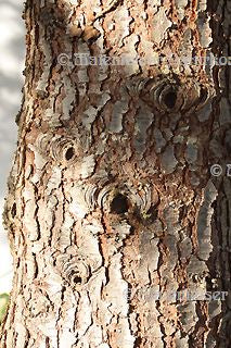 Cedernholz 1a (10 ml)