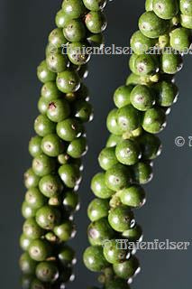 Pfeffer grün extra BIO (5 ml)