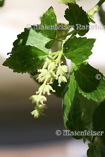 Patschouli "Indi" (10 ml)