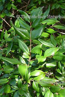 Myrtenblätter grün BIO (3 ml)