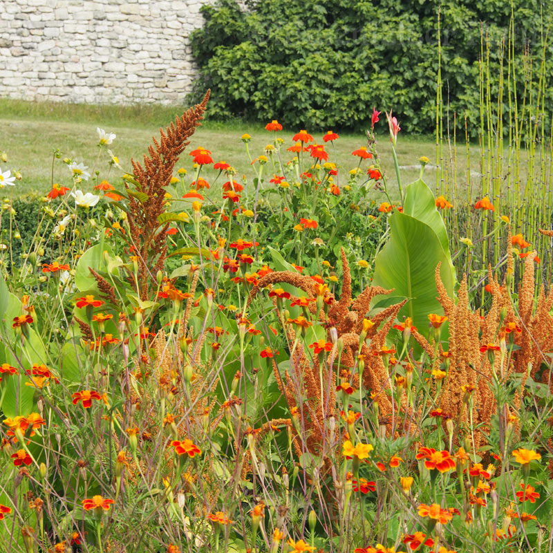 Amaranthöl BIO pur CO2