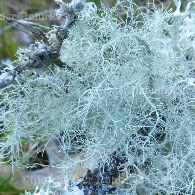 Bartflechten CO2-Extrakt (5 ml)