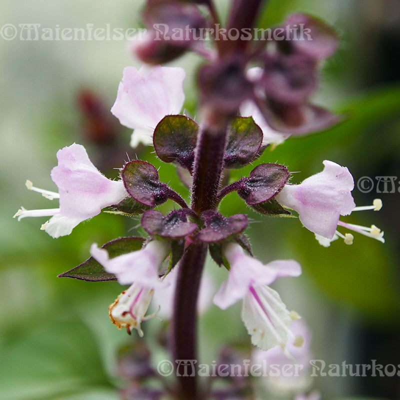 Basilikum spezial BIO (3 ml)