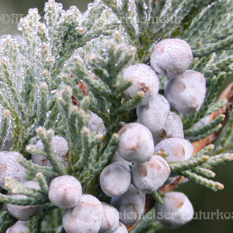 Cedernholz Texas (10 ml)