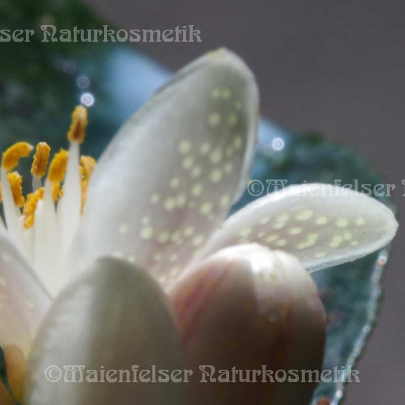 Orangenblüte abs. (1 ml)