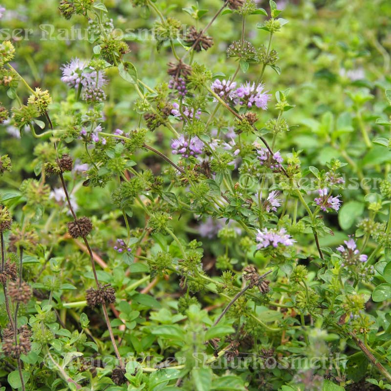 Pfefferminze - Poleiminze (10 ml)