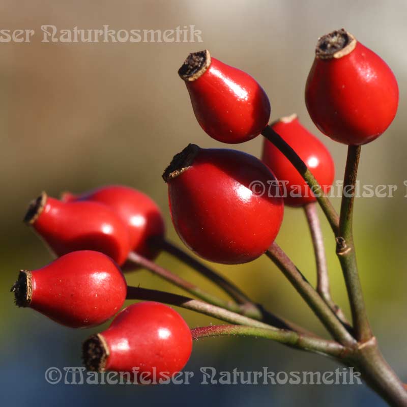 Rosenöl BIO CO2 - ganze Frucht