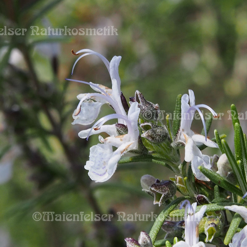 Rosmarin CO2 (cineol) (10 ml)