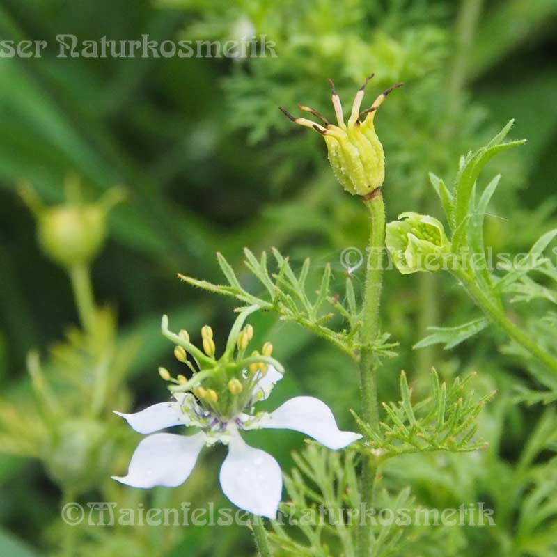 Schwarzkümmel dest. (1 ml)