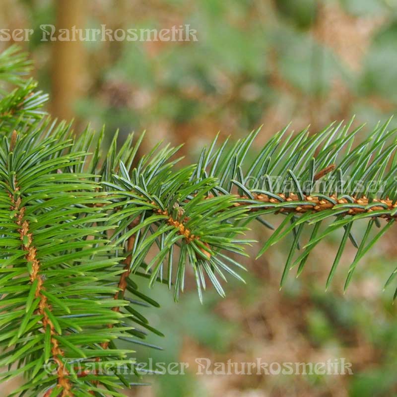 Fichte - Sitka Fichte (3ml)