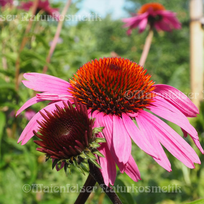 Sonnenhut (Purpursonnenhut) CO² (2ml)
