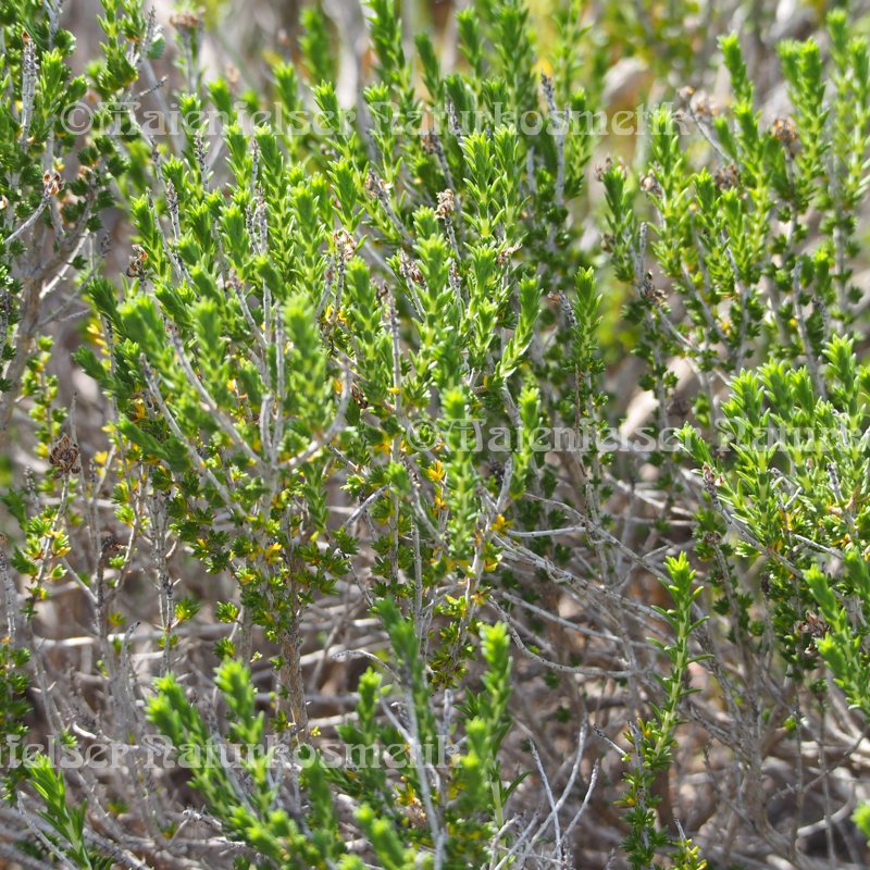 Thymianwasser spezial