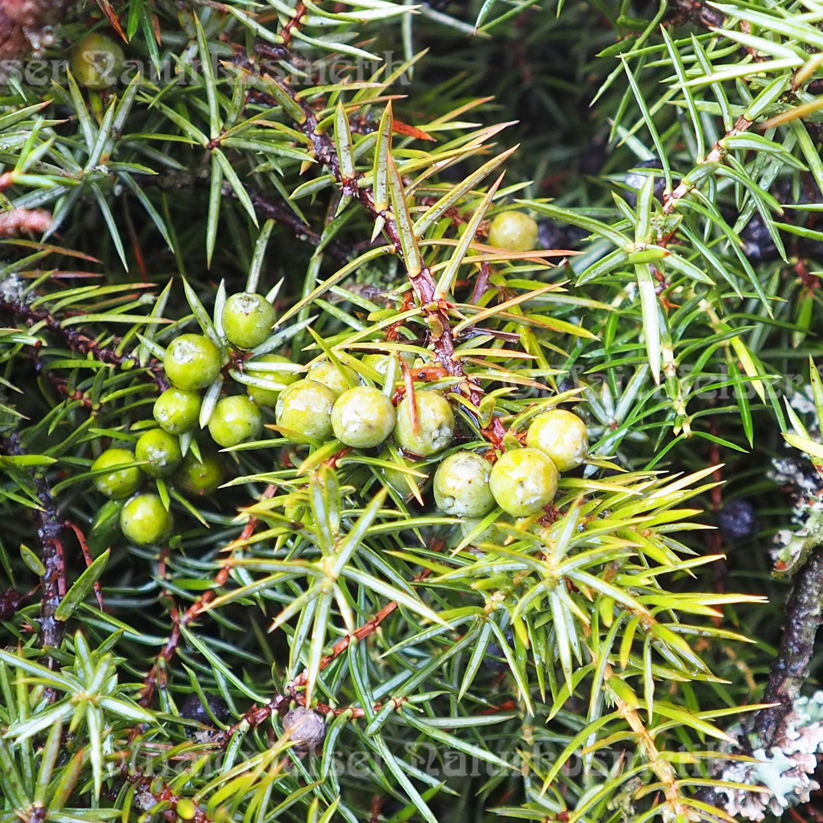 Wacholder "Alpin" BIO (3 ml)