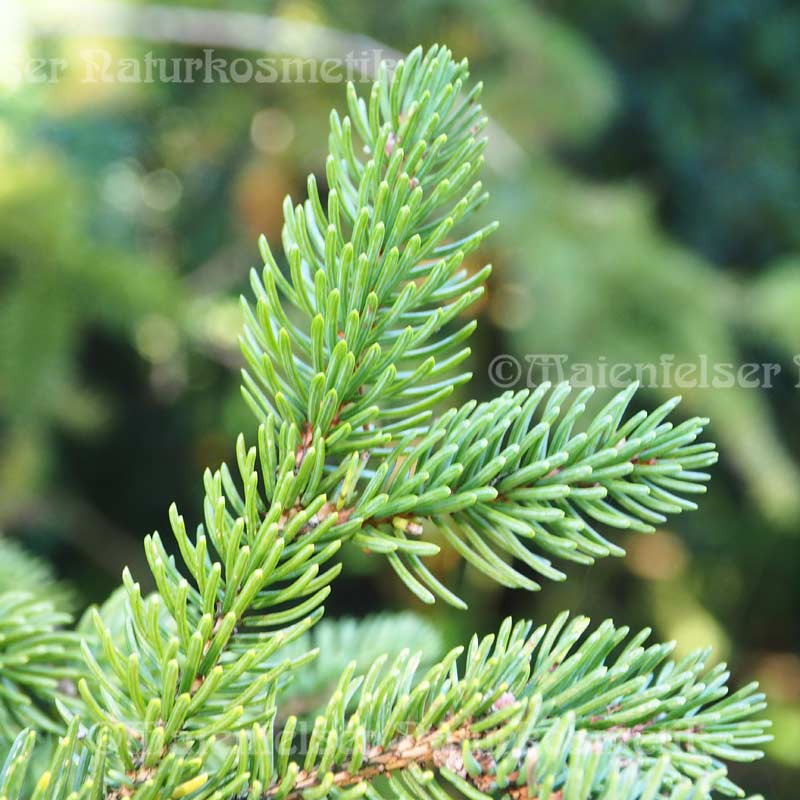 Fichte, weiß (5 ml)