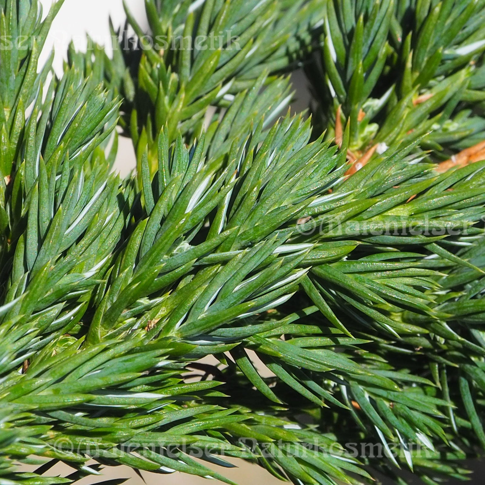 Wacholder - (Zwerg-)Wacholder extra Bio (3 ml)