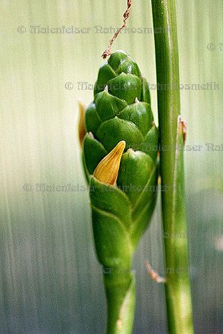 Ingweröl BIO (3 ml)