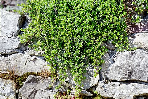 Thymian - Kaskadenthymian BIO (3 ml)