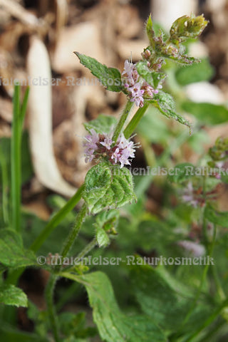 Pfefferminze - Provence (10 ml)