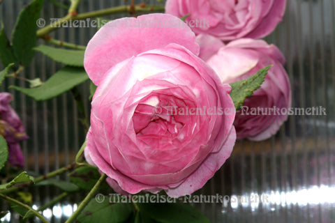 Rose concrete 1a (1 g)