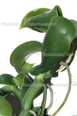 Vanille Bourbon CO2-Extrakt, spezial BIO (1 ml)