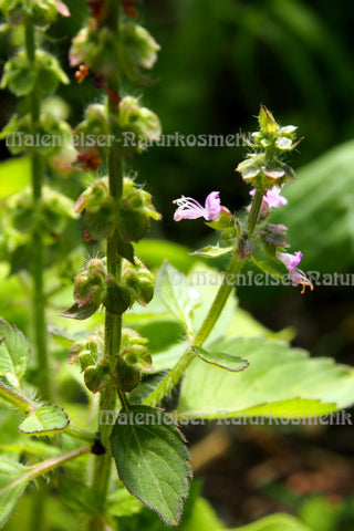 Basilikum Tulsi-Süd  (3 ml)