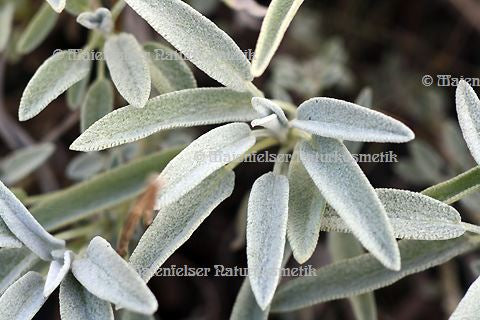 Salbeiblüten (3 ml)