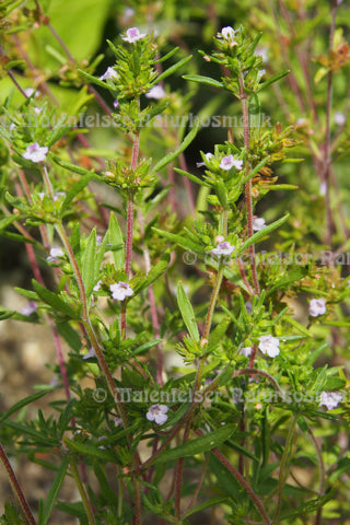 Bohnenkraut extra BIO (2 ml)