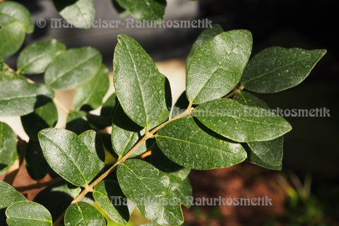 Boldoblätter (2 ml)