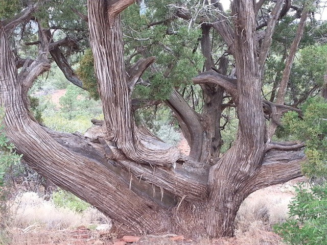 Wacholder - Arizona Juniper  (2 ml)