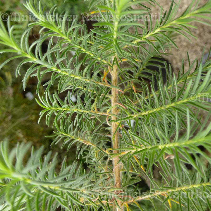 Arnica tropic (1 ml)