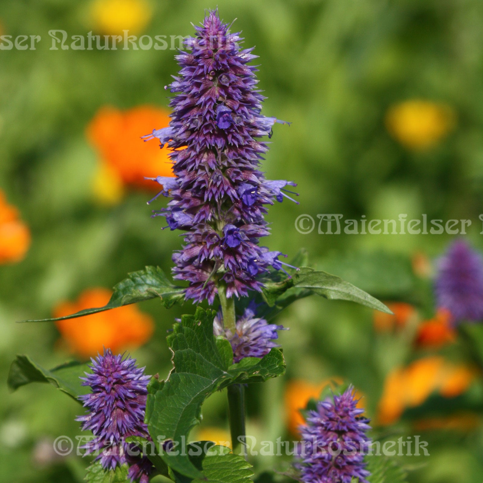 Anis-Minz-Ysop (Blaunessel) (1 ml)