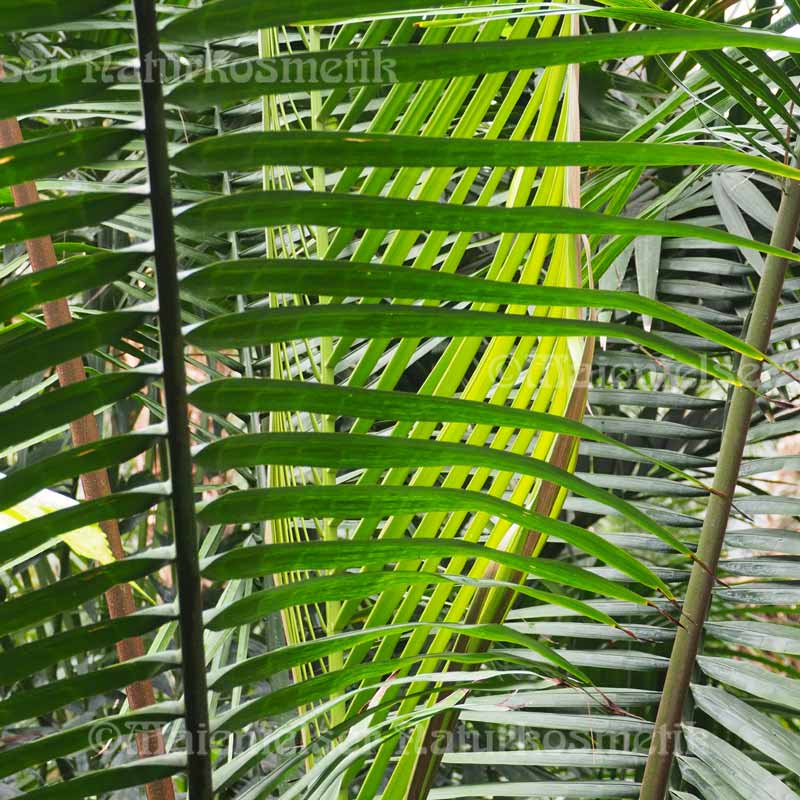 Babassuöl BIO raffiniert