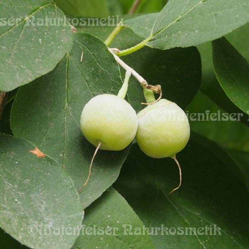 Benzoe Resinoid (10 g)