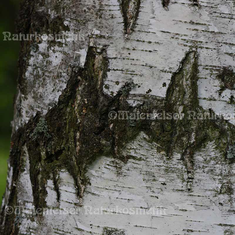 Birkenrinde 1a (2 ml)