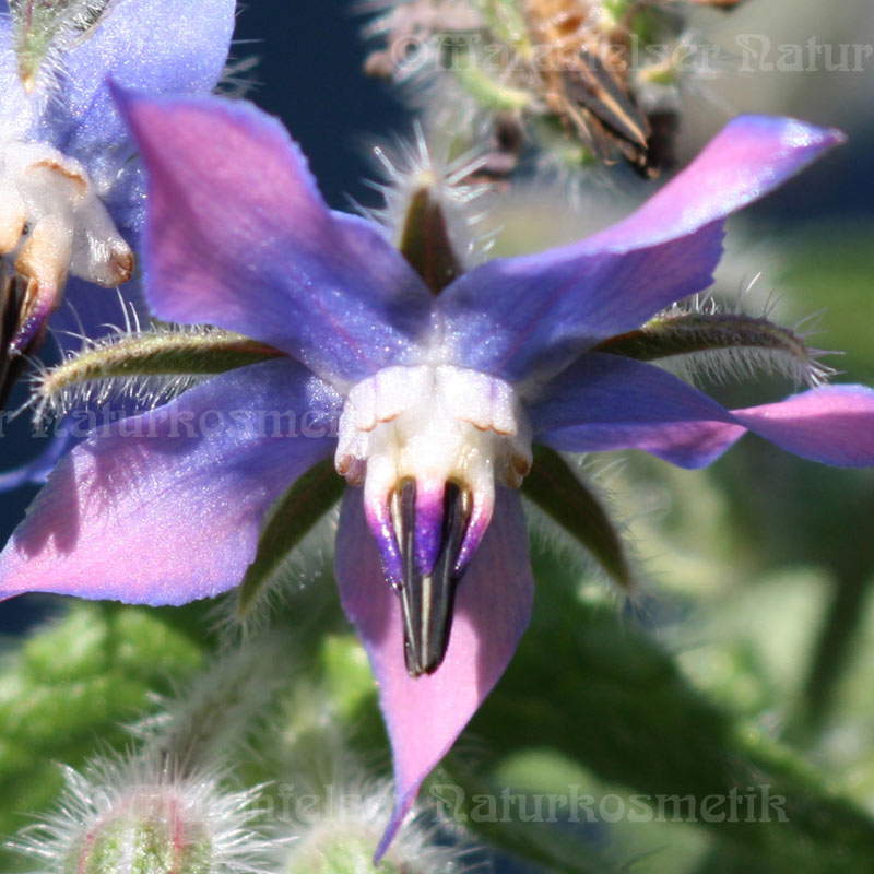 Borretschsamenöl BIO