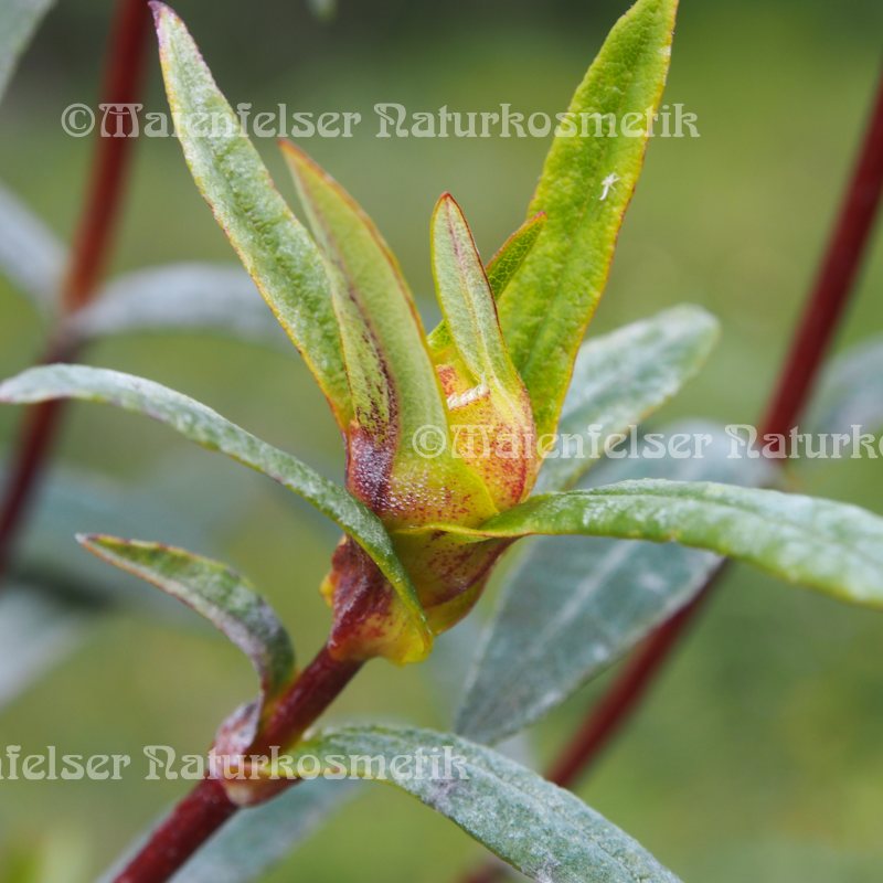 Cistrose spezial (2 ml)