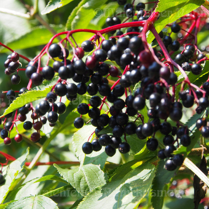 Holundersamenöl BIO