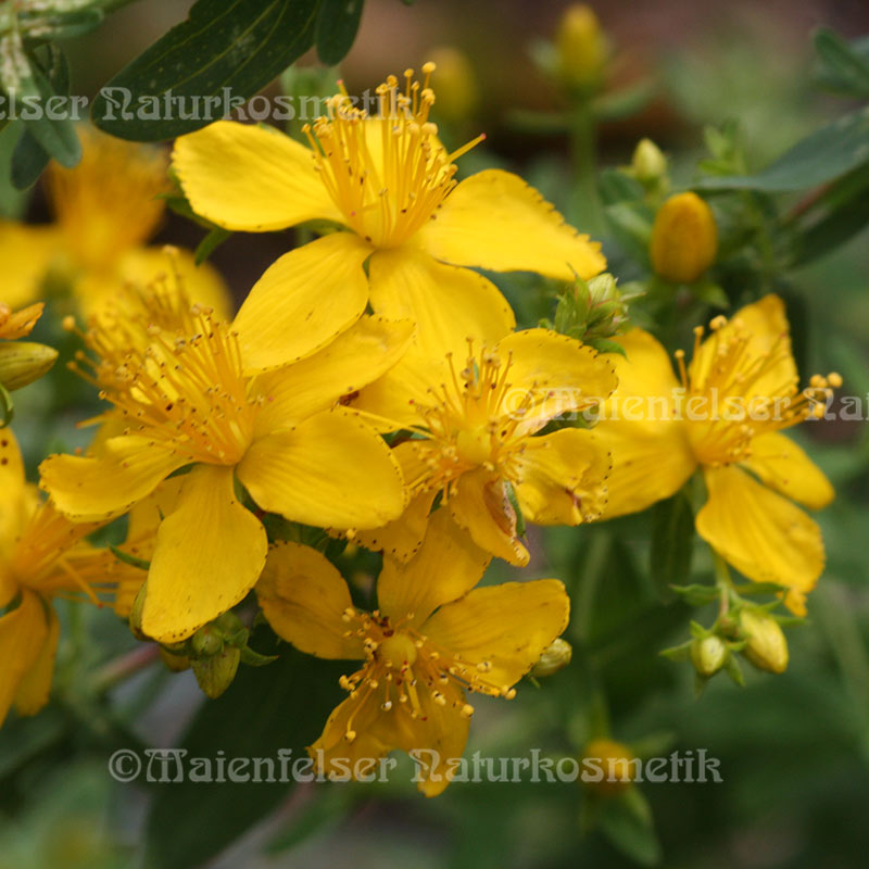 Johanniskraut BIO (1 ml)